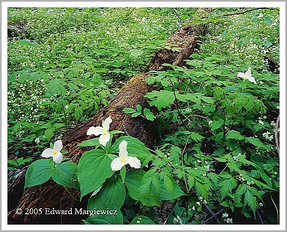 450529   Three trillium near Chimney Peaks